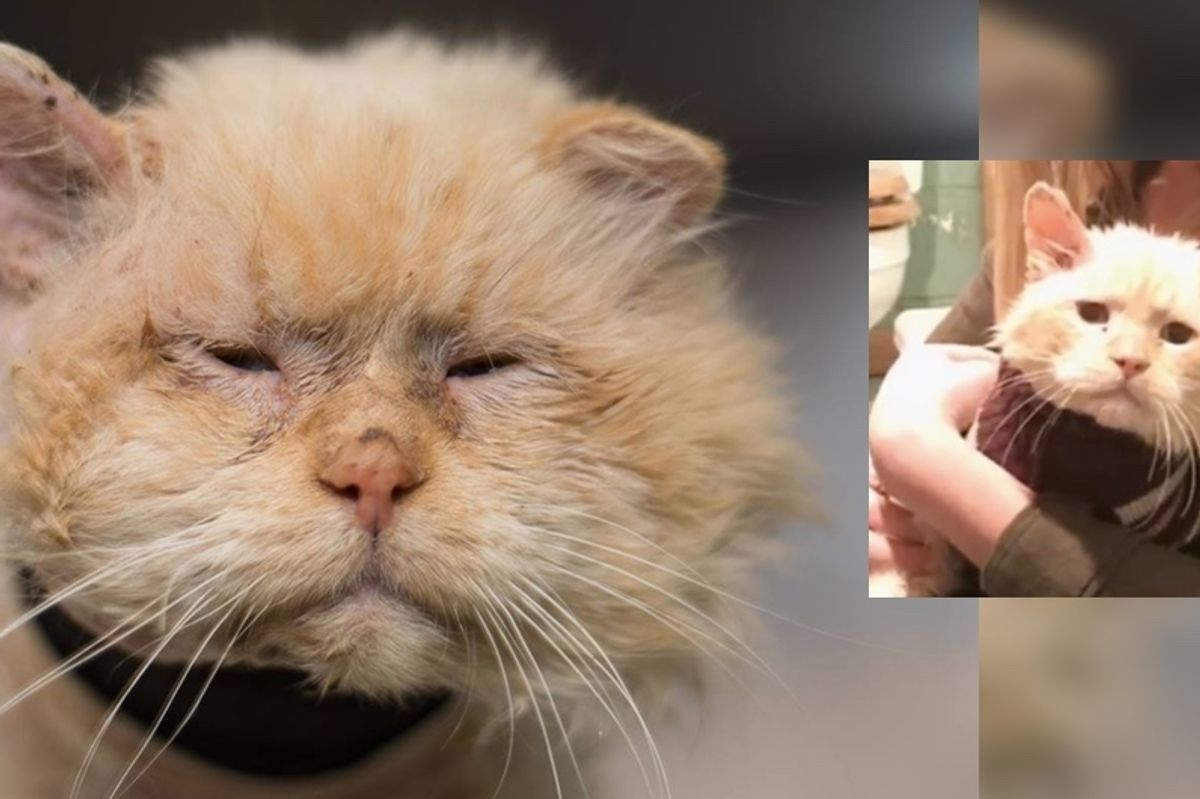They Refuse to Give up On Sad Shelter Cat Who Was Found Wounded, a Month After the Rescue...