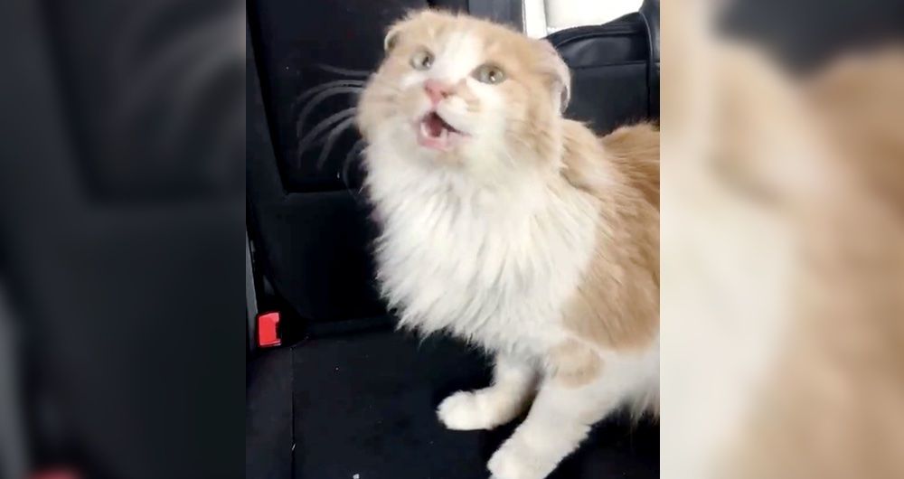 Cat Found Freezing Like 'Statue' in the Cold Can't Stop Thanking His
