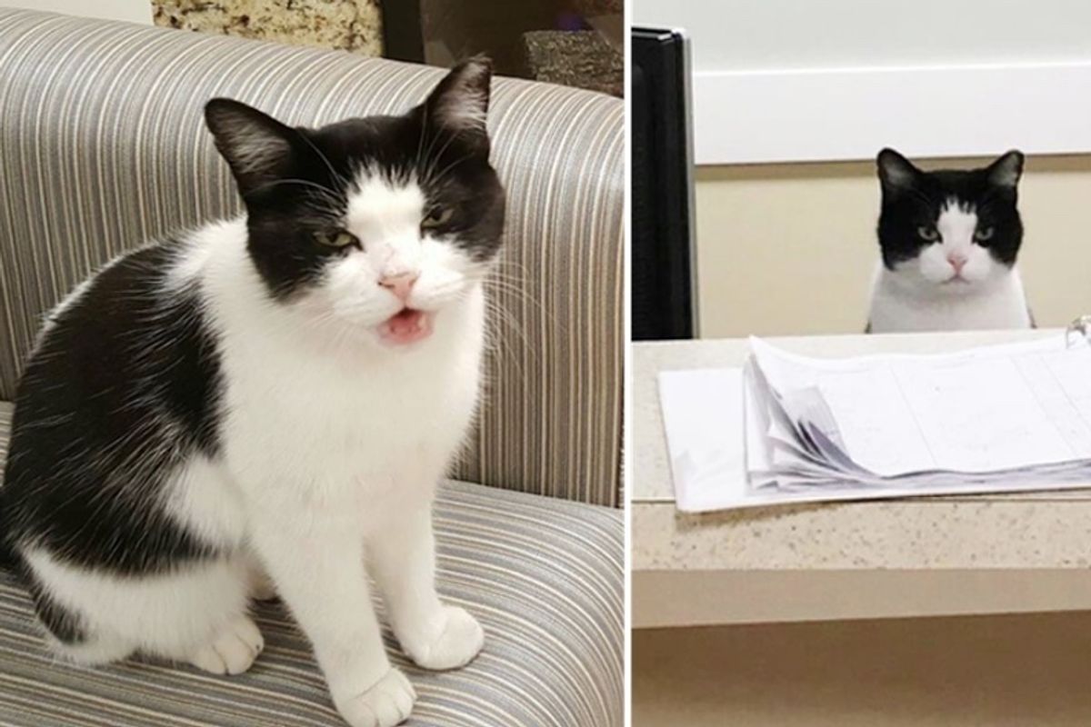 Stray Cat Wanders into Nursing Home and Decides to Work There...
