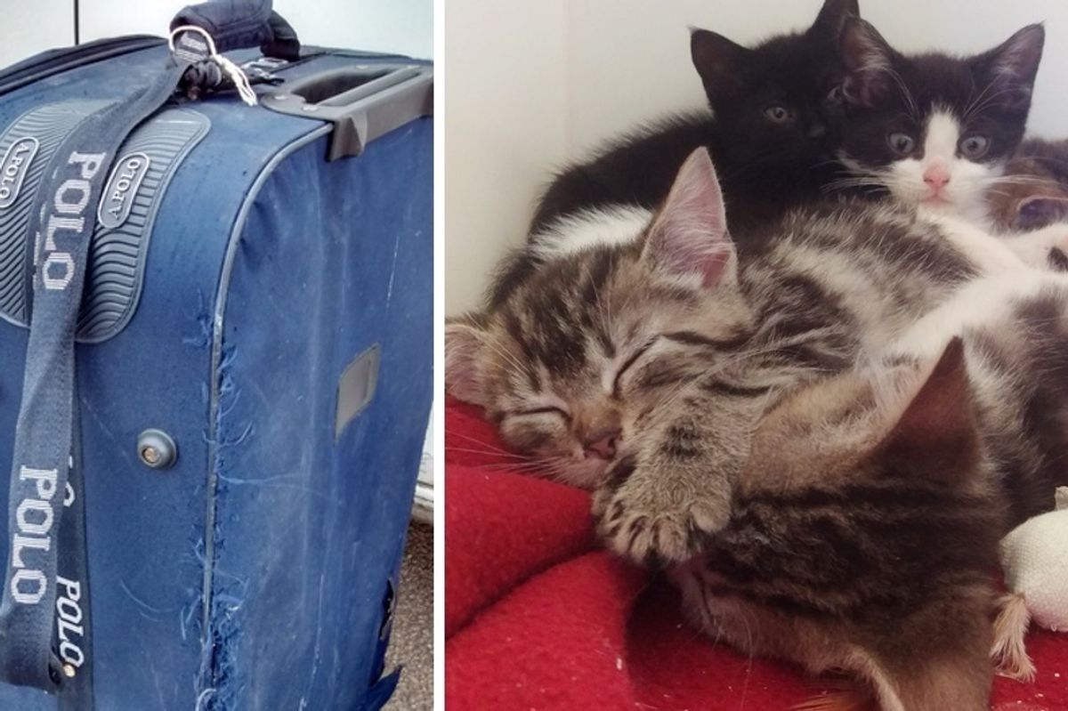 Dog Walker Found Suitcase on Rail Track and Heard Meowing from Inside...