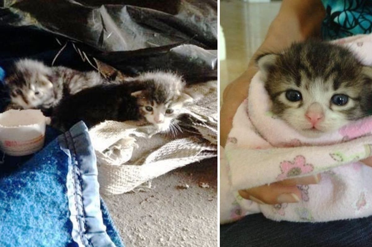 Workers Rush to Save 2 Tiny Kittens That Roll Out of Garden Clippings, Couple Years Later..