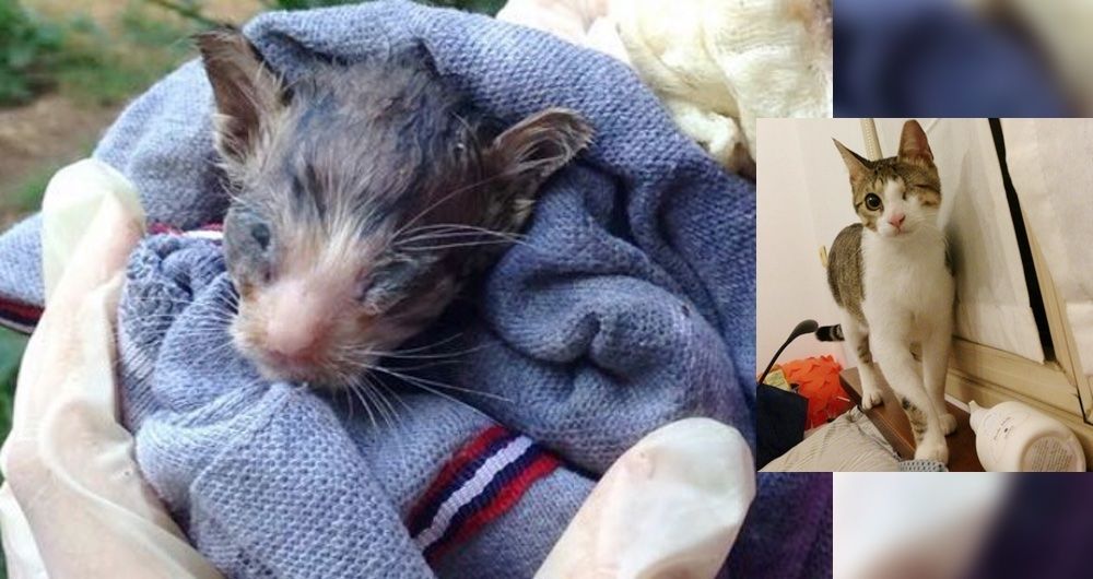 No One Thought This Kitten Would Survive But He Proved Them Wrong, Now