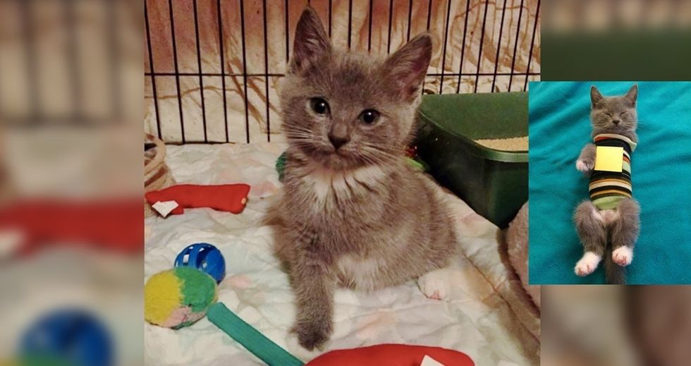 Download Woman Saves Kitten Born With Unprotected Heart And Helps Guard Her Heart Love Meow