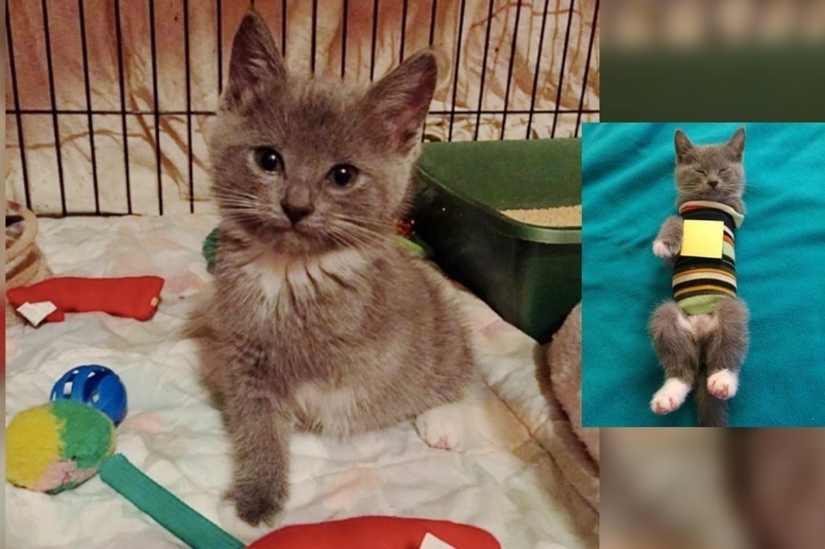 Woman Saves Kitten Born with Unprotected Heart and Helps Guard Her Heart..