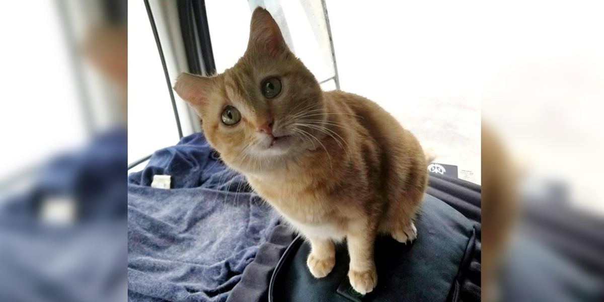 Trucker Takes a Chance on Rescued Cat and the Ginger Becomes His Purrfect Co-pilot..