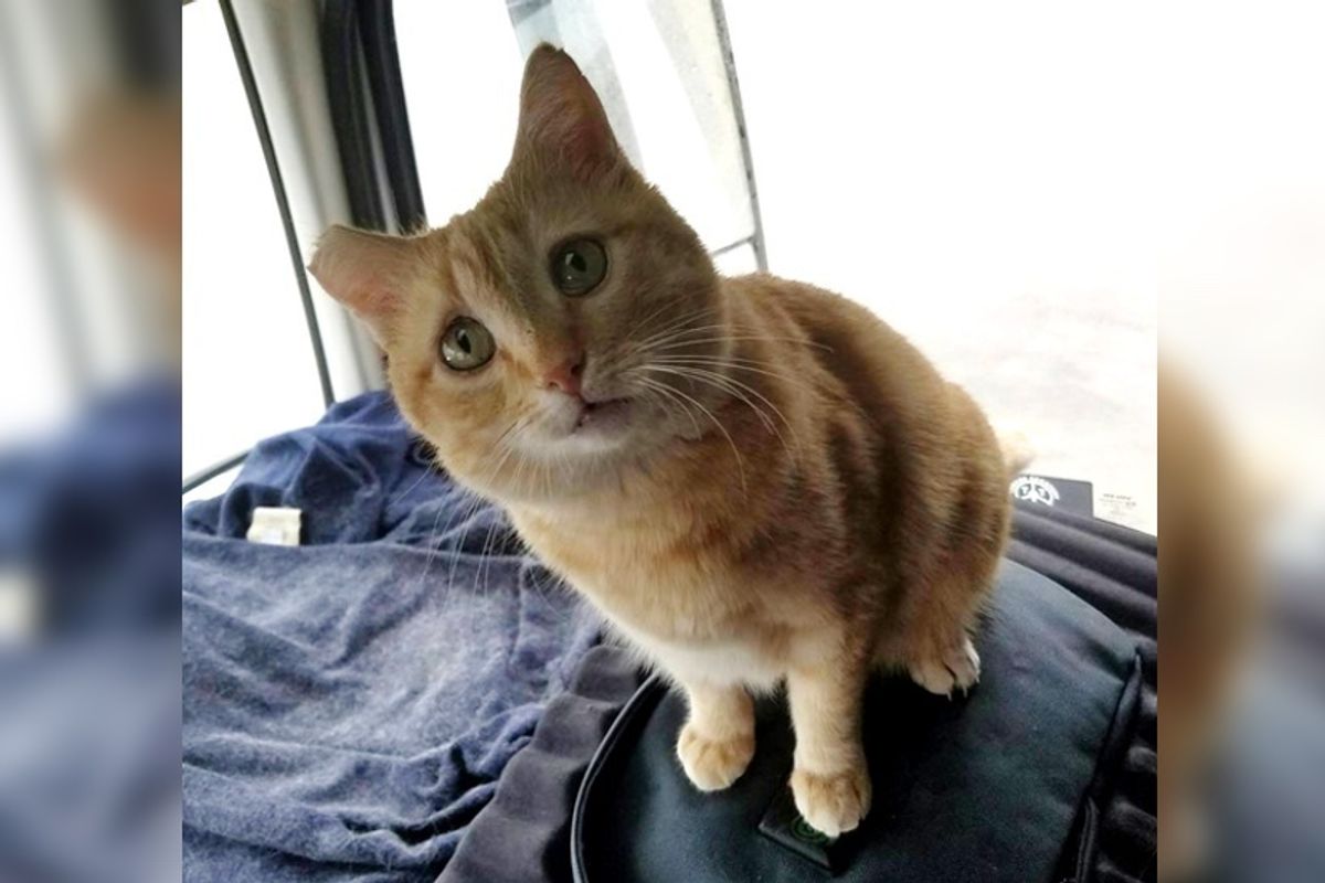 Trucker Takes a Chance on Rescued Cat and the Ginger Becomes His Purrfect Co-pilot..