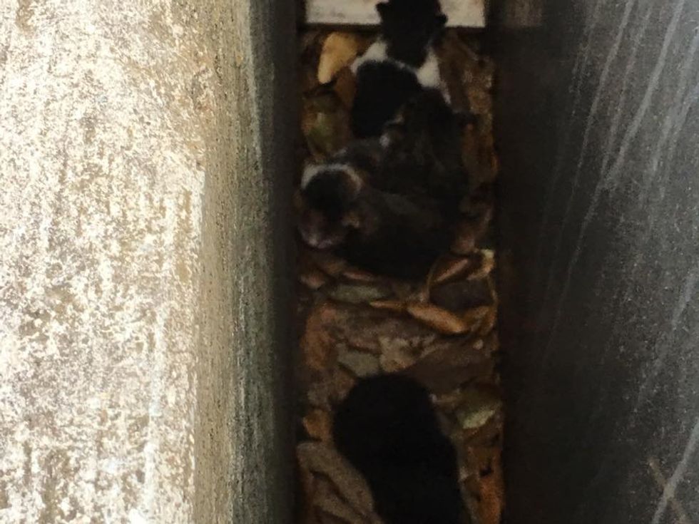 Tiny Kittens Saved from Drain Along with Their Dad... - Love Meow