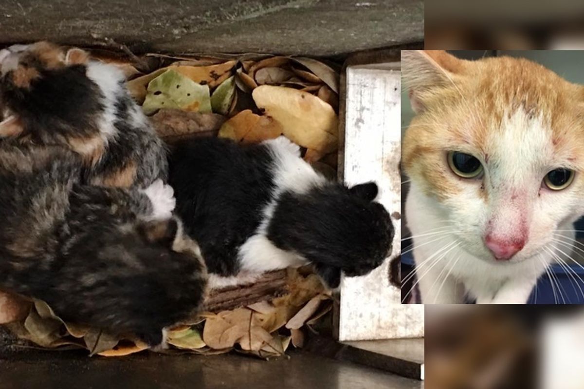 Tiny Kittens Saved from Drain Along with Their Dad...