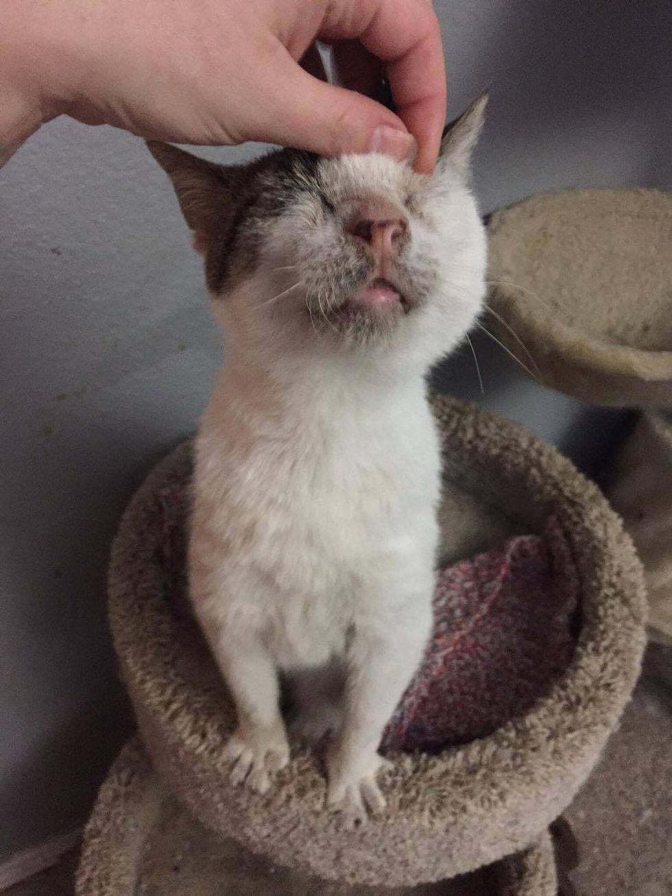 12 Yearold Cat Who Was Neglected, Receives Love And Can't Stop Hugging