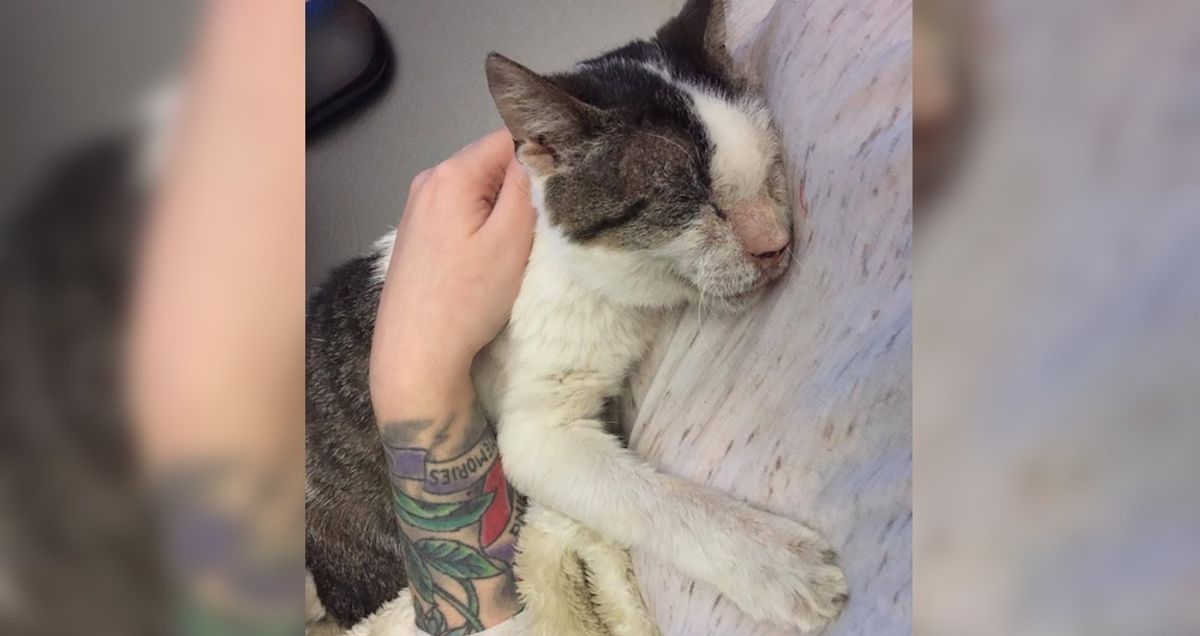 12 Year-old Cat Who Was Neglected, Receives Love And Can't Stop Hugging His Rescuers...