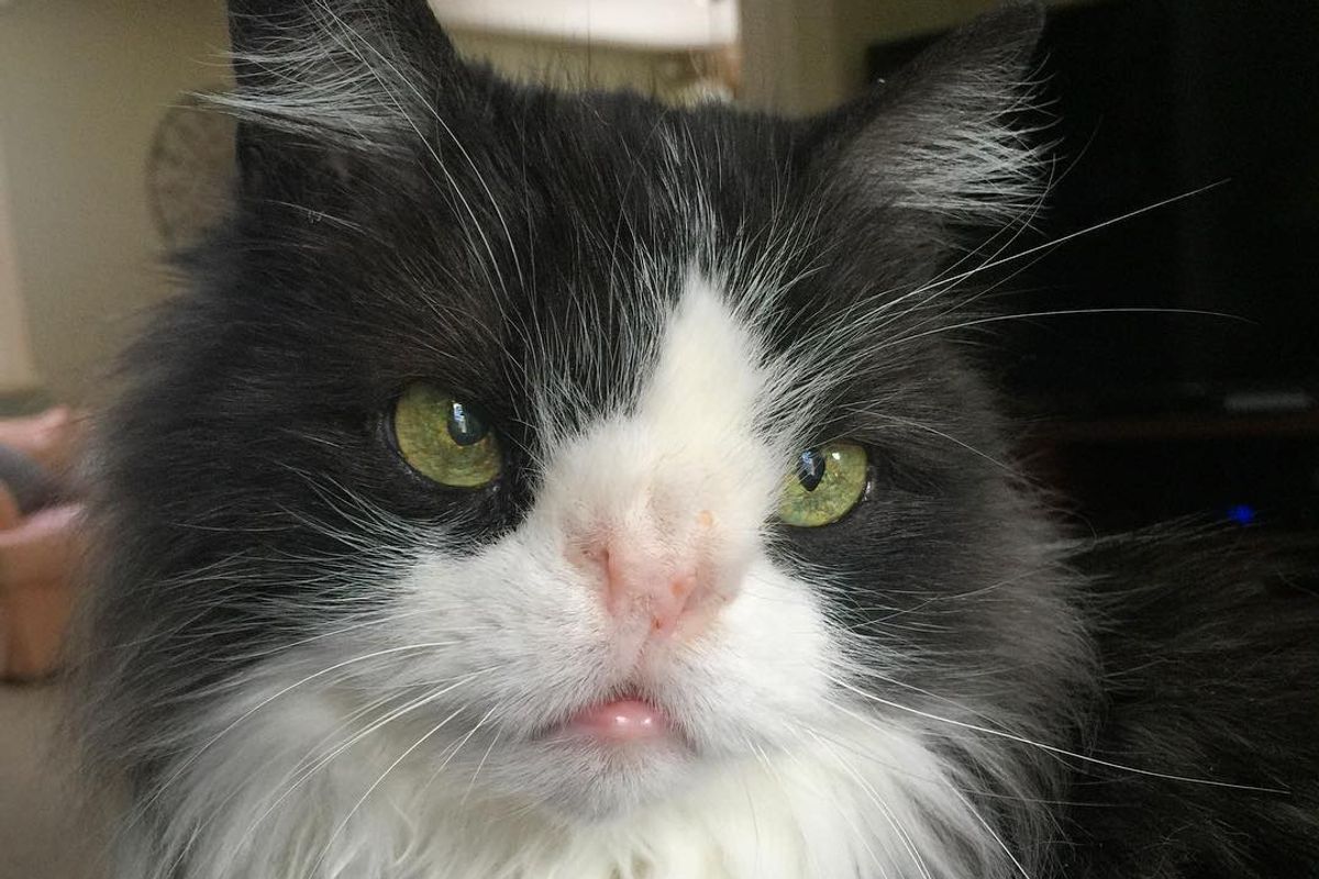 Woman Takes a Chance on a Shelter Cat Who Was Born With Unusual Nose, Now 16 Years Later..