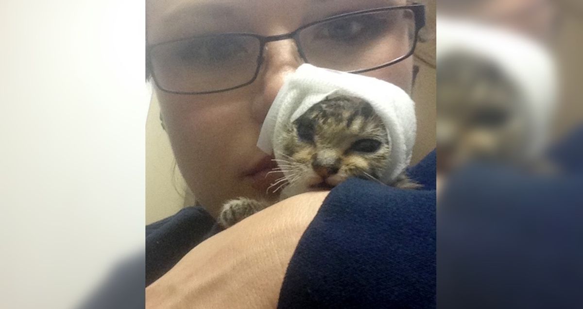 Woman Saves Injured Kitten That No One Would Touch, Now a Year Later...