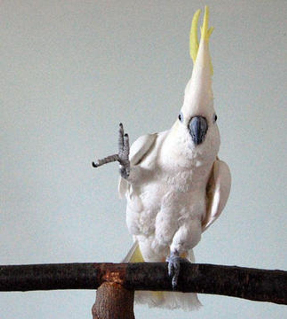 Turns Out Parrots Can Actually Shake Their Tail Feathers Dance Spirit
