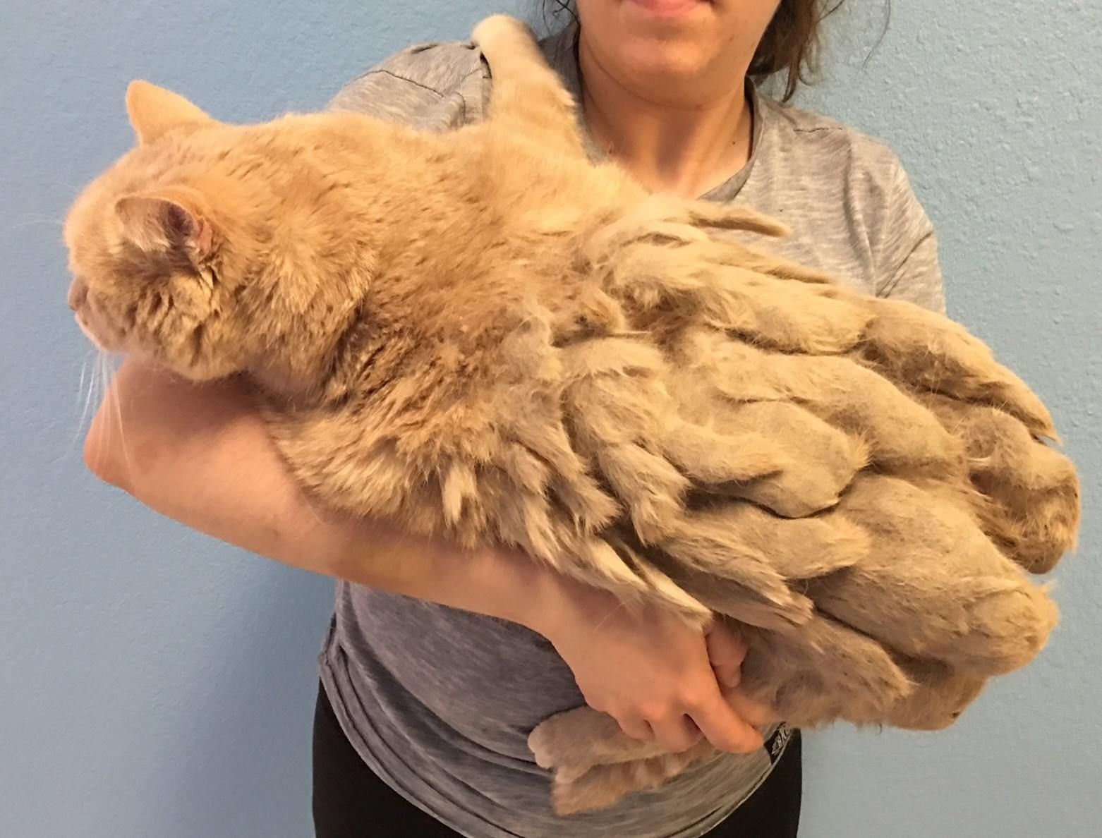 13 year old Cat is So Thankful to Be Free from Mountain of Knotted Fur He Can t Stop Cuddling. Love Meow