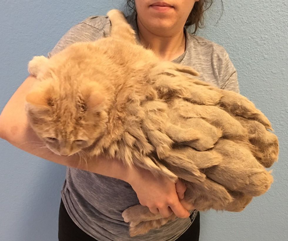 13yearold Cat is So Thankful to Be Free from Mountain of Knotted Fur