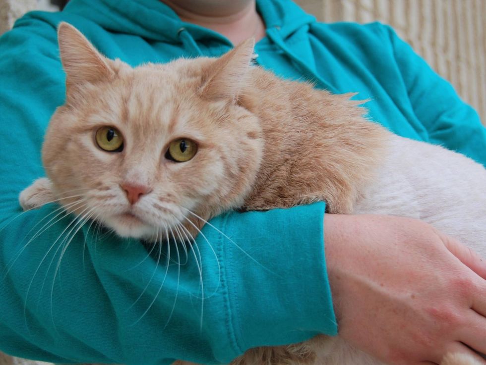 13yearold Cat is So Thankful to Be Free from Mountain of Knotted Fur