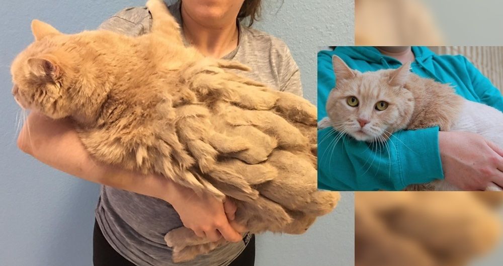 13yearold Cat is So Thankful to Be Free from Mountain of Knotted Fur