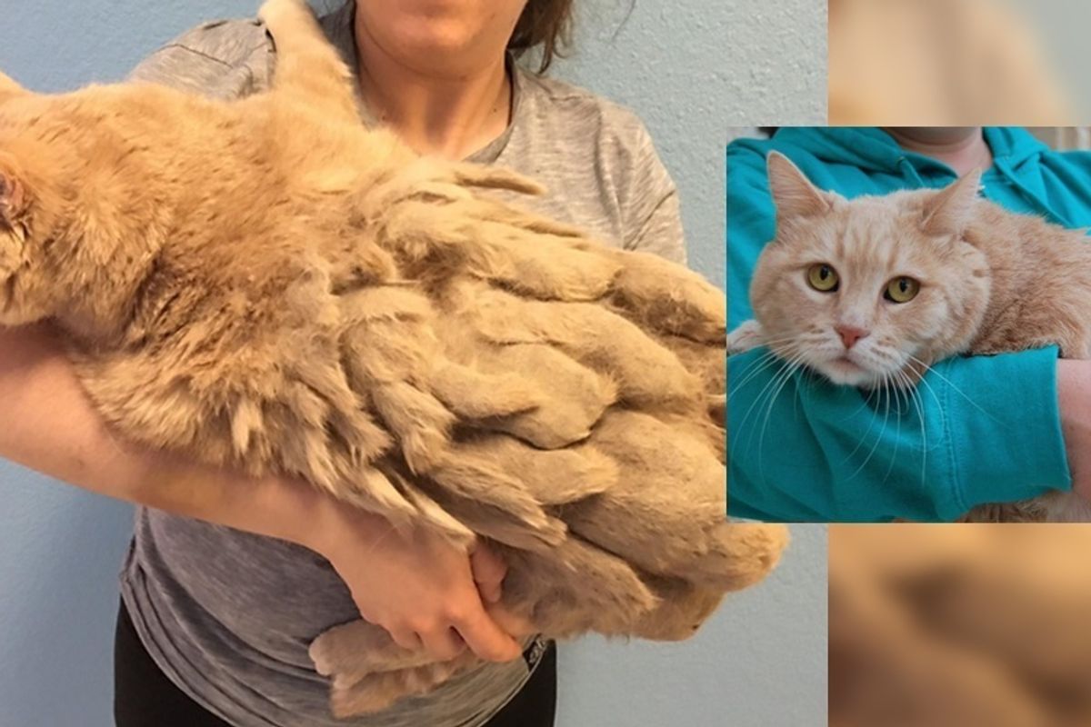 13-year-old Cat is So Thankful to Be Free from Mountain of Knotted Fur He Can't Stop Cuddling...