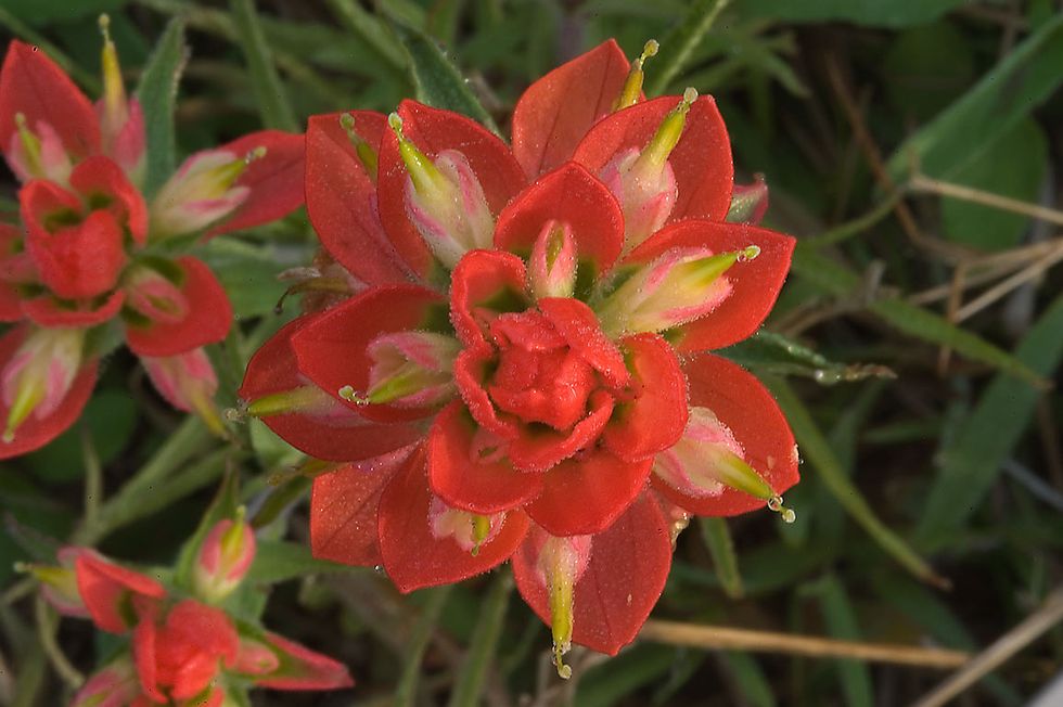 Coastal Indian Paintbrush (Castilleja affinis)