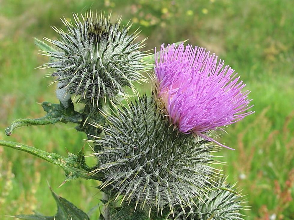 Spear Thistle (Cirisum vulgare)