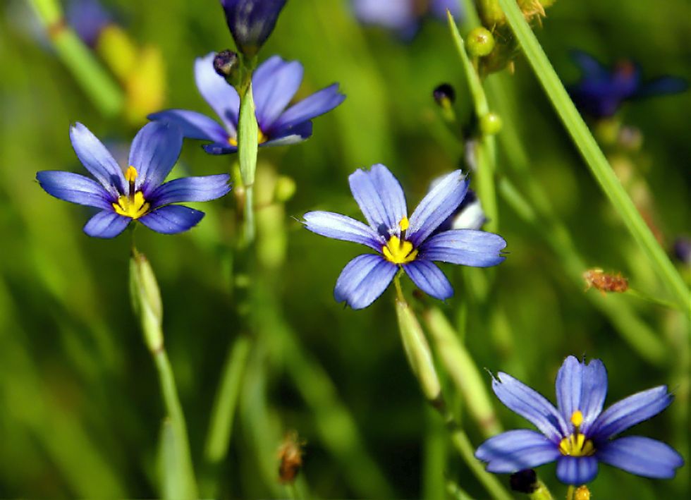 Blue-eyed Grass (Sisyrinchium bellum)