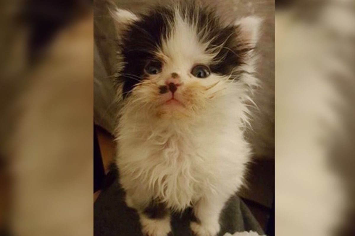 Kitten Found Freezing Underneath Car Bounces Back with Floof, Now a Year Later...