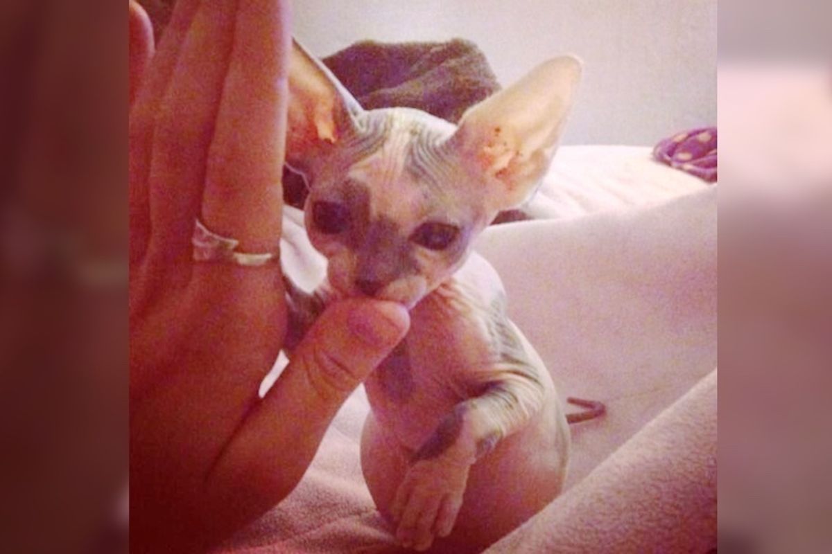 Hairless Kitten Who Was Given Up to Shelter, Finds Love, She Returns the Favor By ‘Nursing’ Animals In Need...