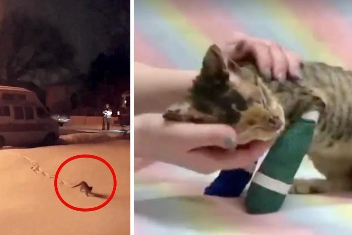 Man is Shocked to See Cat Leap Away from Fire and Rushes to Save Her...