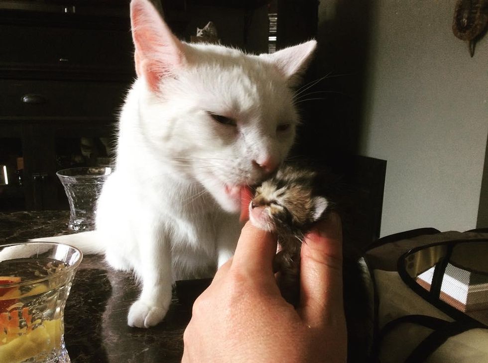 Cat Nurtures Dozens Of Orphaned Kittens And Becomes Their Surrogate Dad Love Meow