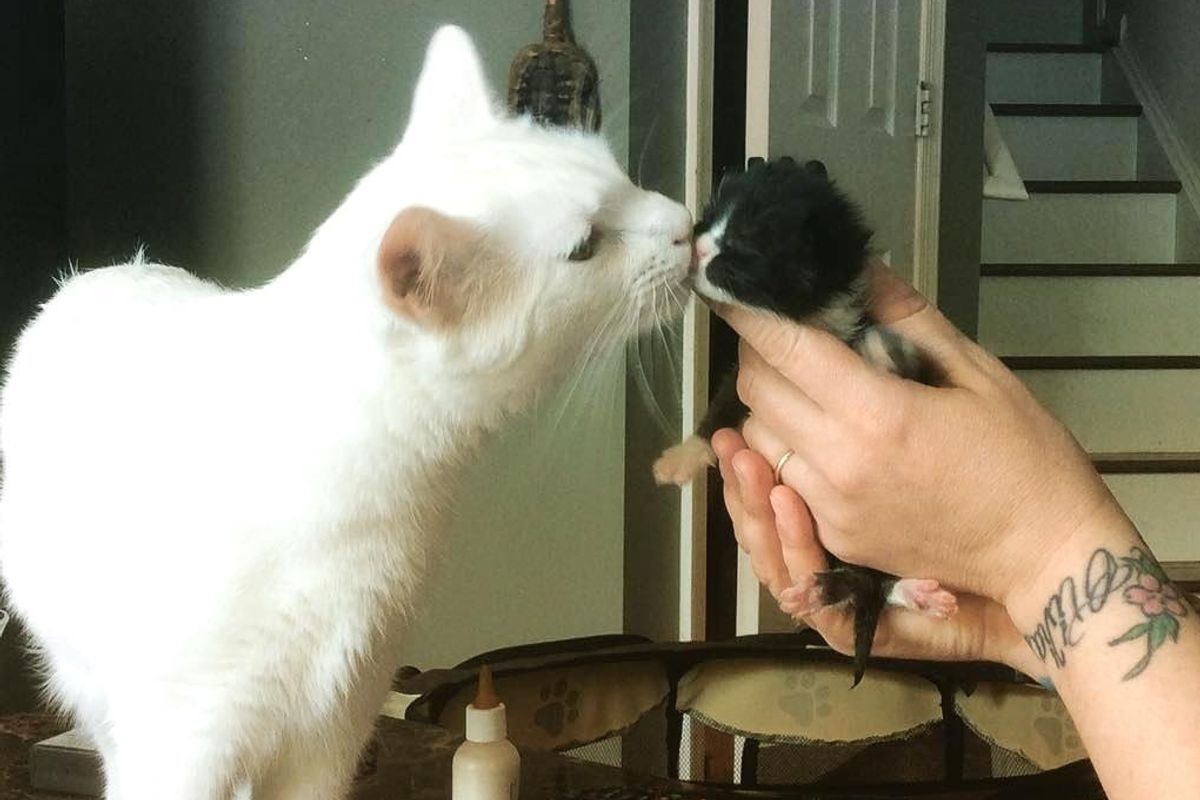 Cat Nurtures Dozens of Orphaned Kittens and Becomes Their Surrogate Dad..