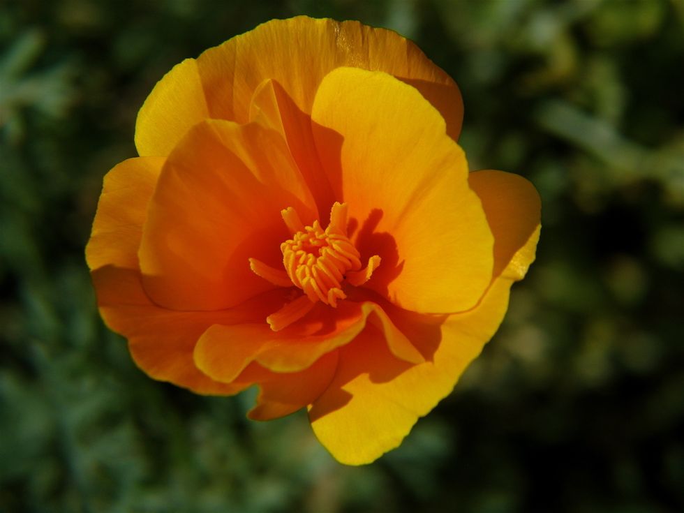 California Poppy (Eschscholzia californica)