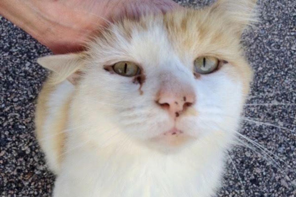 Kind Woman Spent 14 Months Gaining Trust From Fearful Feral Cat So She Could Save Him...