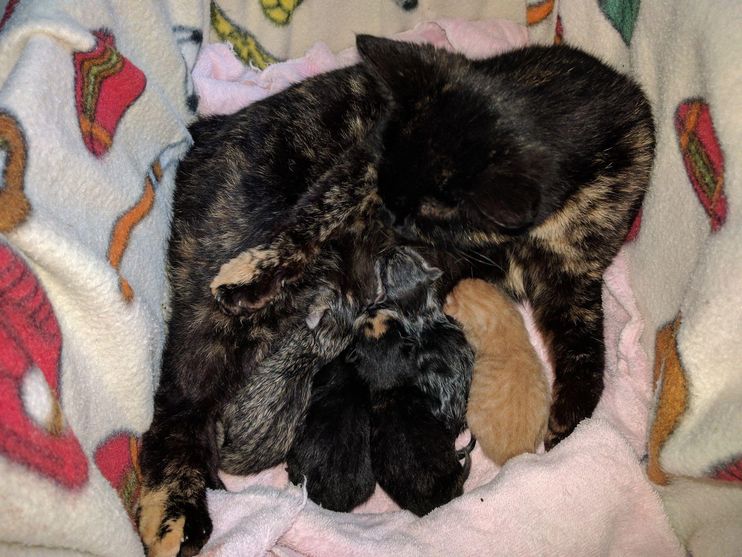 They Save Bobtail Tortie Cat, Who Has 5 Babies As Special As She Is.. - Love Meow They Save Bobtail Tortie Cat, Who Has 5 Babies As Special As She Is.. - Love Meow