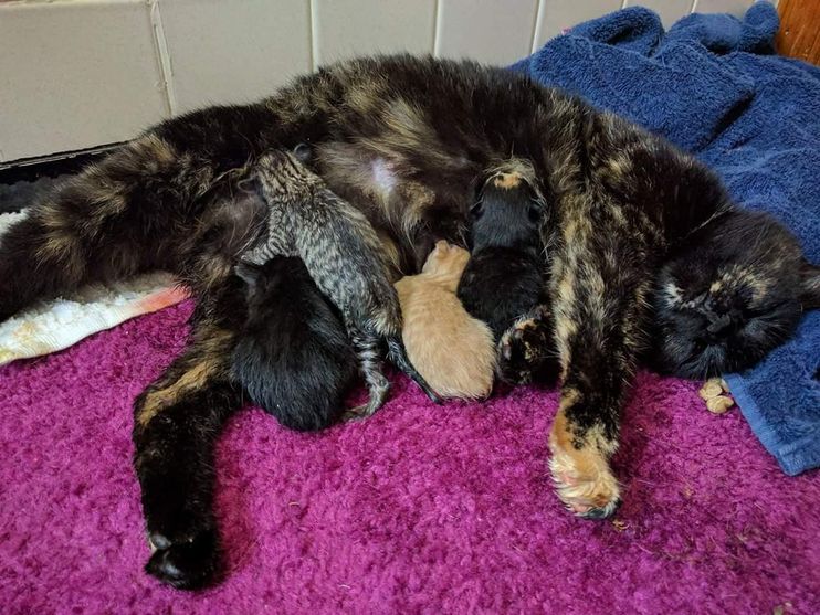 They Save Bobtail Tortie Cat, Who Has 5 Babies As Special As She Is.. - Love Meow They Save Bobtail Tortie Cat, Who Has 5 Babies As Special As She Is.. - Love Meow