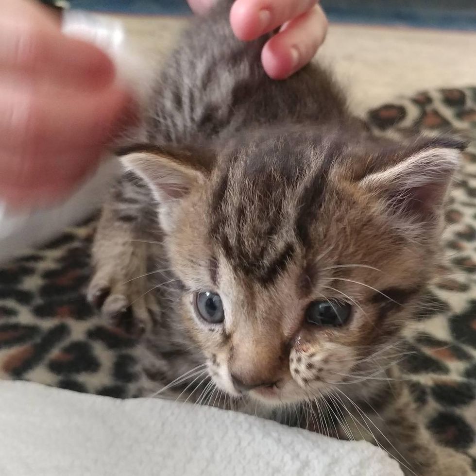 Kitten With Extra Cheek Was Given Up Because He's Different, Now Finds ...