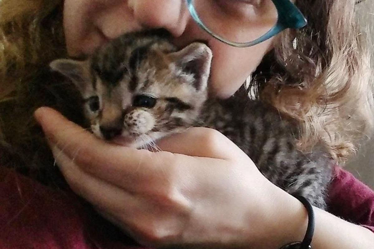 Kitten With Extra Cheek Was Given Up Because He's Different, Now Finds Love…