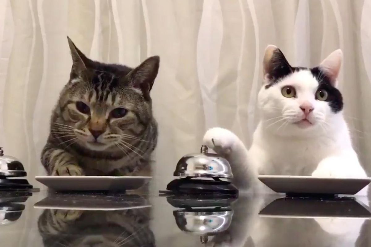 Tabby Cat Taught Feline Friend Bell Trick and Madness Ensues..
