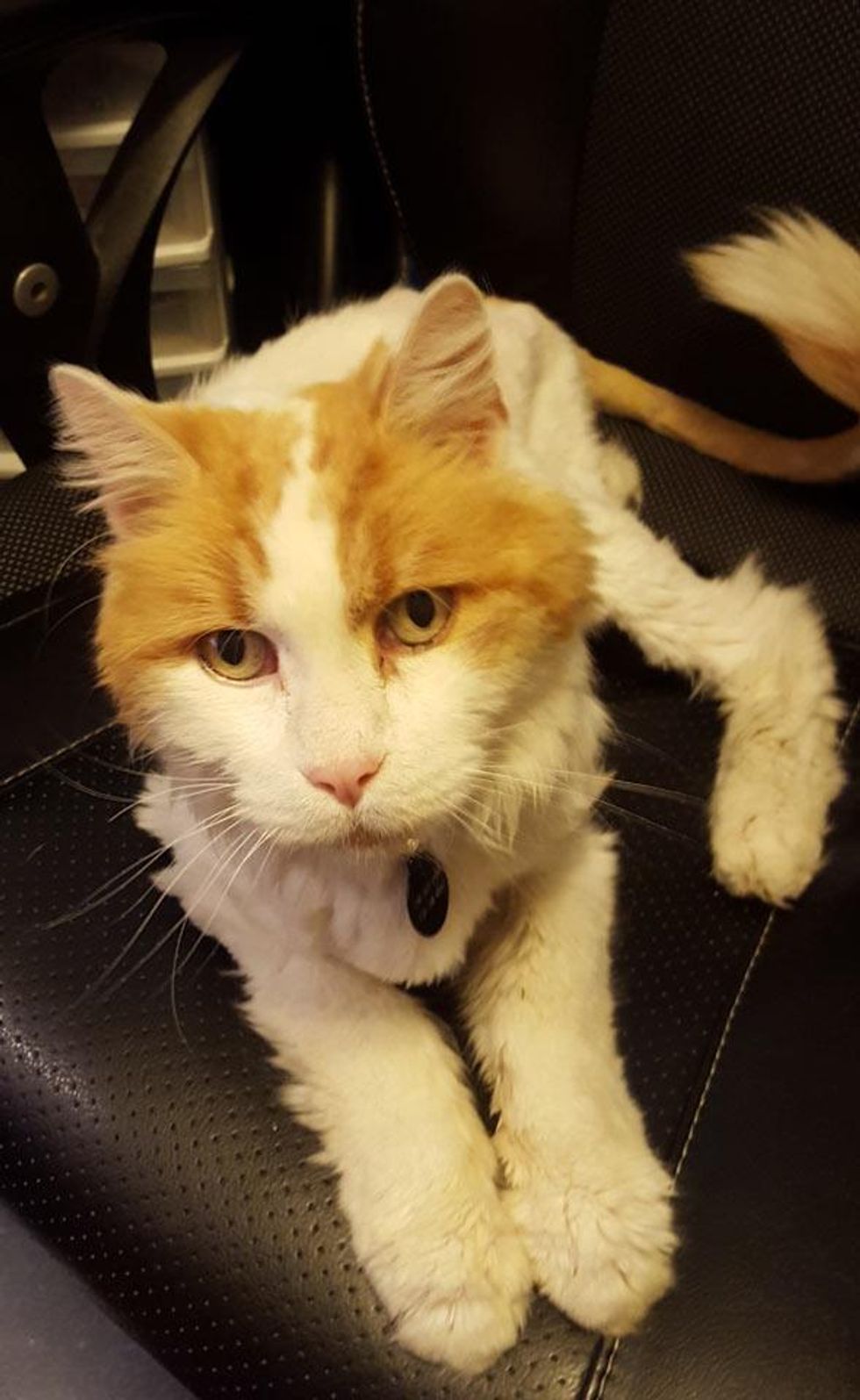 15 Year Old Cat Found Emaciated on Porch Gets Love and His Glorious