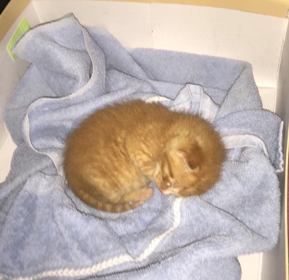 Man Saves Crying Kitten from Garbage Bin and Turns His Life Around ...