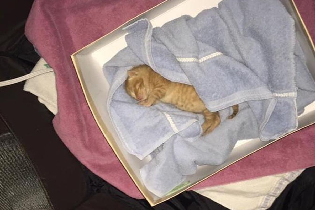 Man Saves Crying Kitten from Garbage Bin and Turns His Life Around... (with Updates)