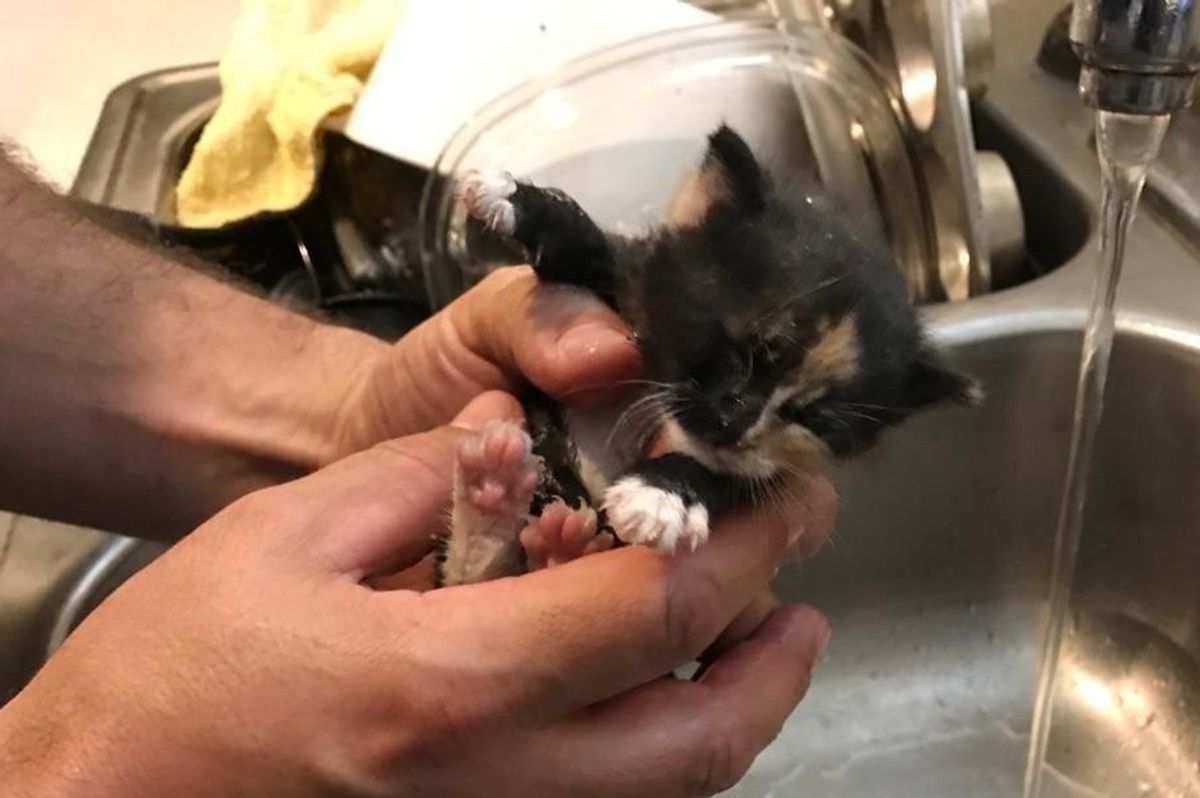 Home Owner Tears Down Wall to Save Kitten Trapped Inside... (with Updates)