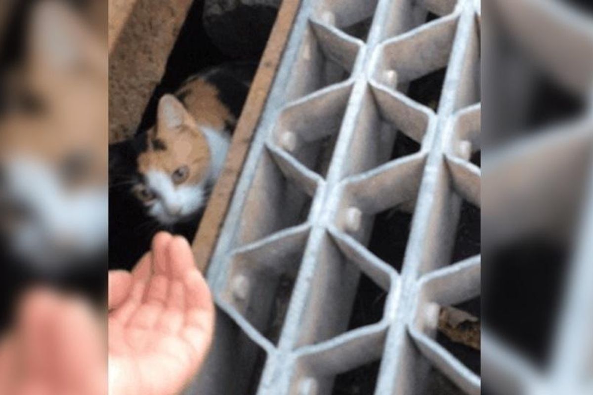 Cat Mom Protects Her Kitten in Storm Drain and Waits for Someone to Rescue Them…