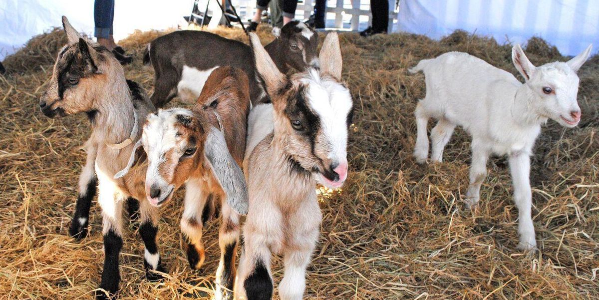 9th Annual Goat Festival Returns to SF in April 7x7 Bay Area