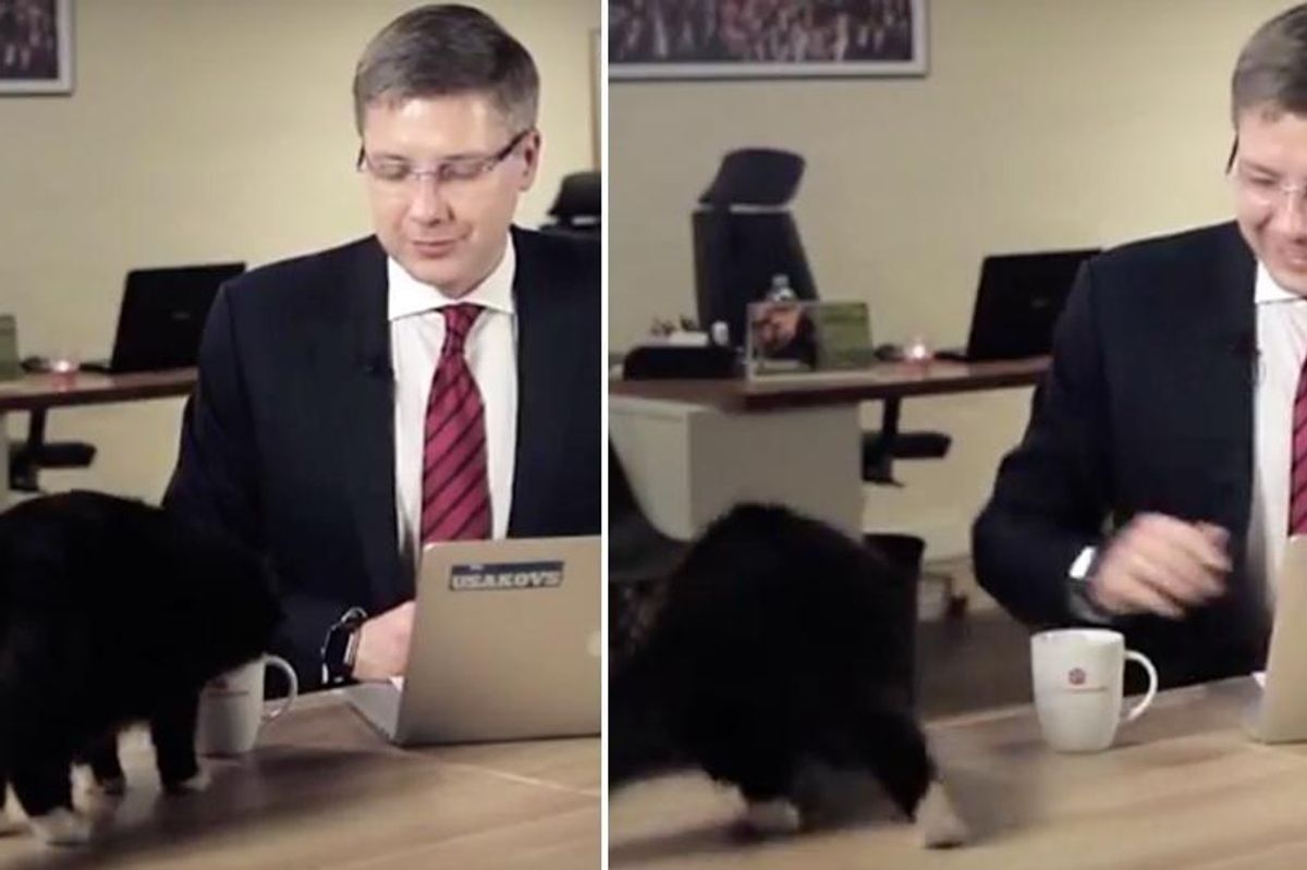 Cat Interrupts Mayor, Struts into Live Interview and Steals the Show...