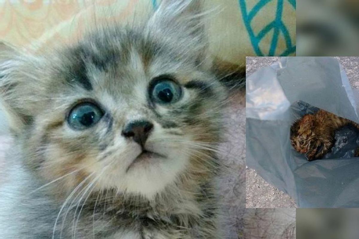 kitten rescued from side of road brought back to life by teacher