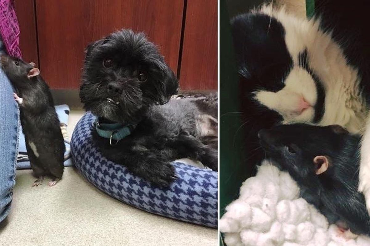Cat, Dog, Rat Came to Shelter and Couldn't Be Apart, Now A Month Later..