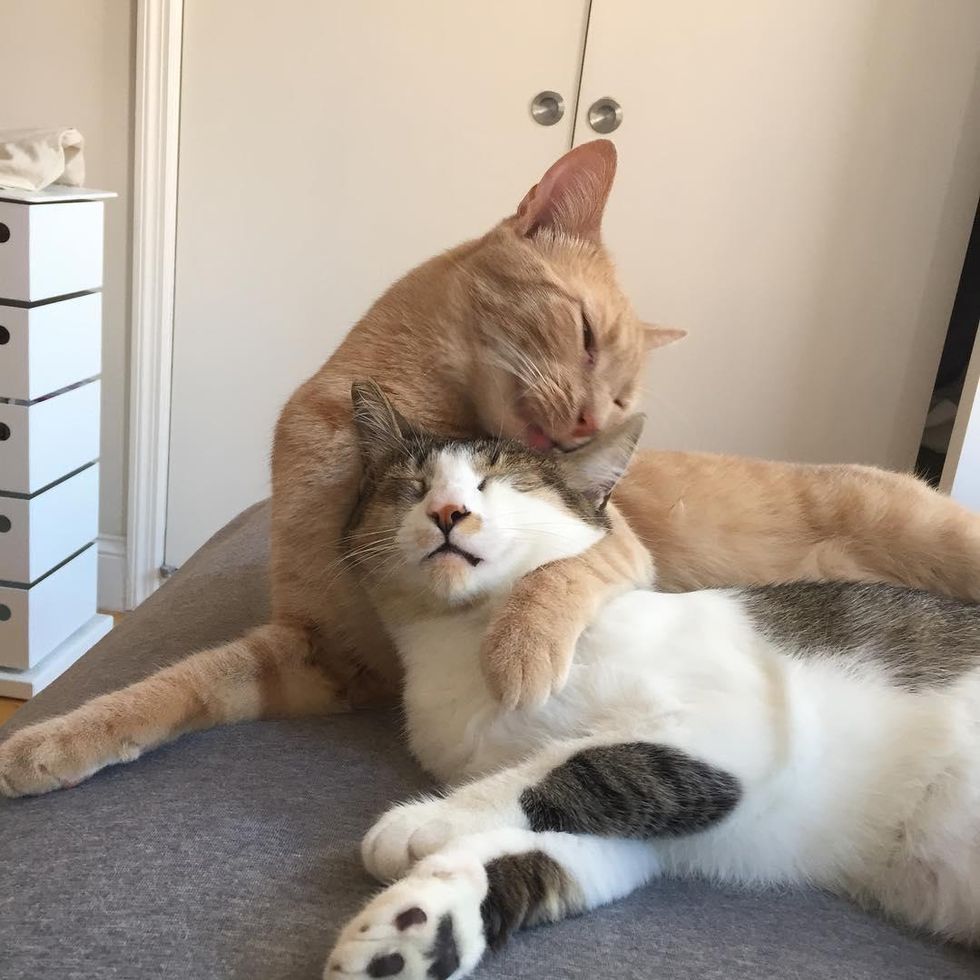 Rescued Cat Can't Stop Cuddling With Another Rescued Kitty Who Didn't ...