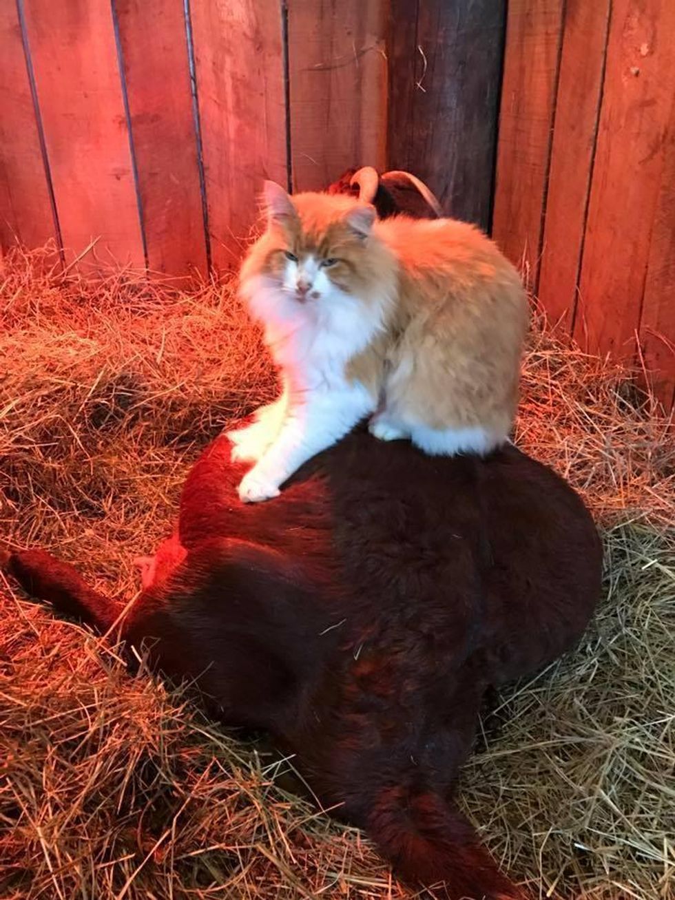 Farm Cat Helps Goats Raise Their Kids and Guard Their Home... Love Meow