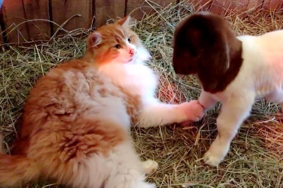 Farm Cat Helps Goats Raise Their Kids and Guard Their Home...