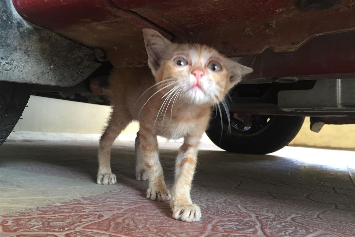 Stray Kitten Found Hiding Underneath Car with Saddest Eyes, What a Difference 6 Months of Love Makes..